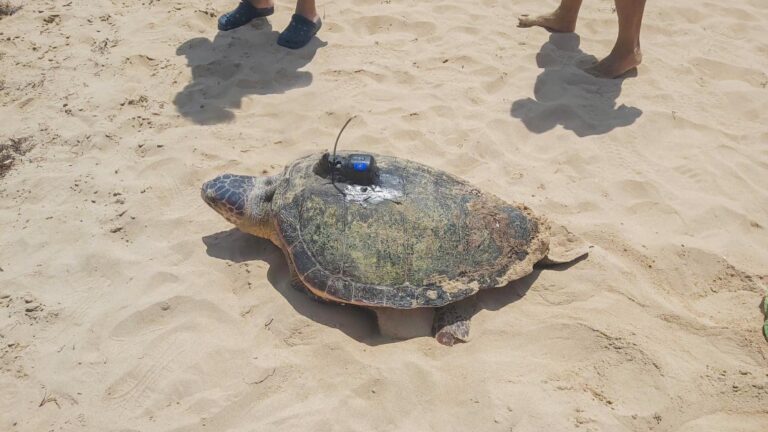 Read more about the article Turtle Mum’s Record-Breaking Egg Laying On Spanish Beach