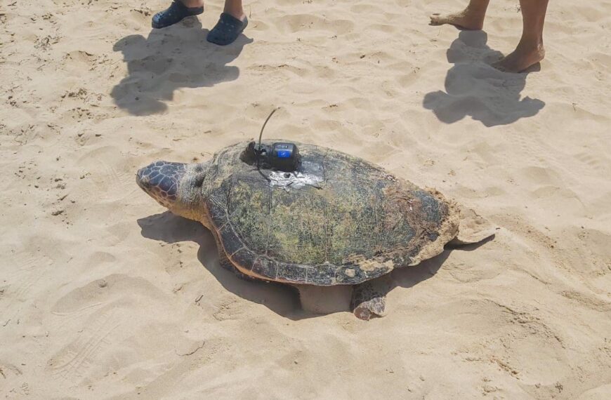 Turtle Mum’s Record-Breaking Egg Laying On Spanish Beach