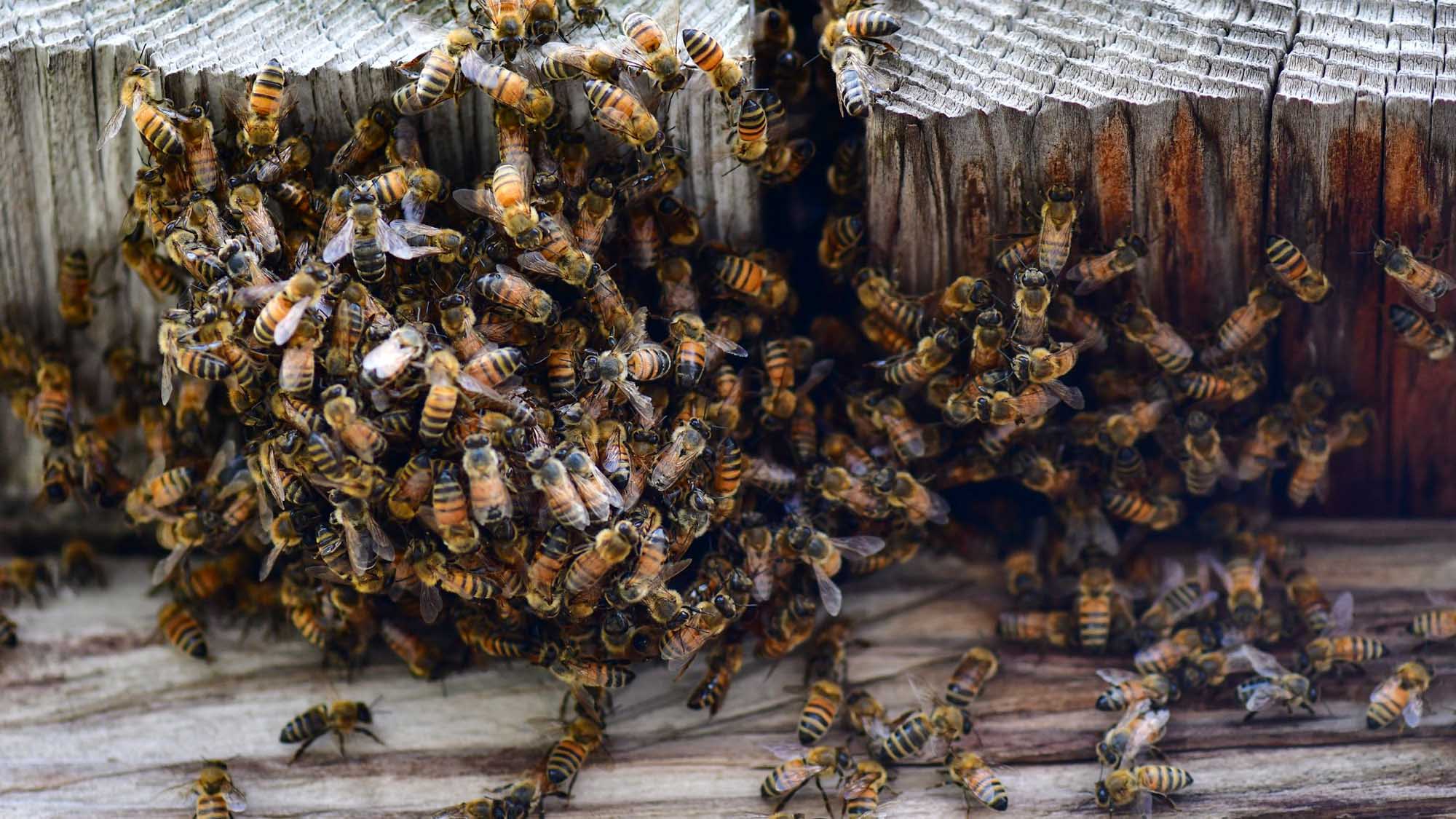Read more about the article Historic Fort That Never Surrendered Seized By Honey Bee Swarm