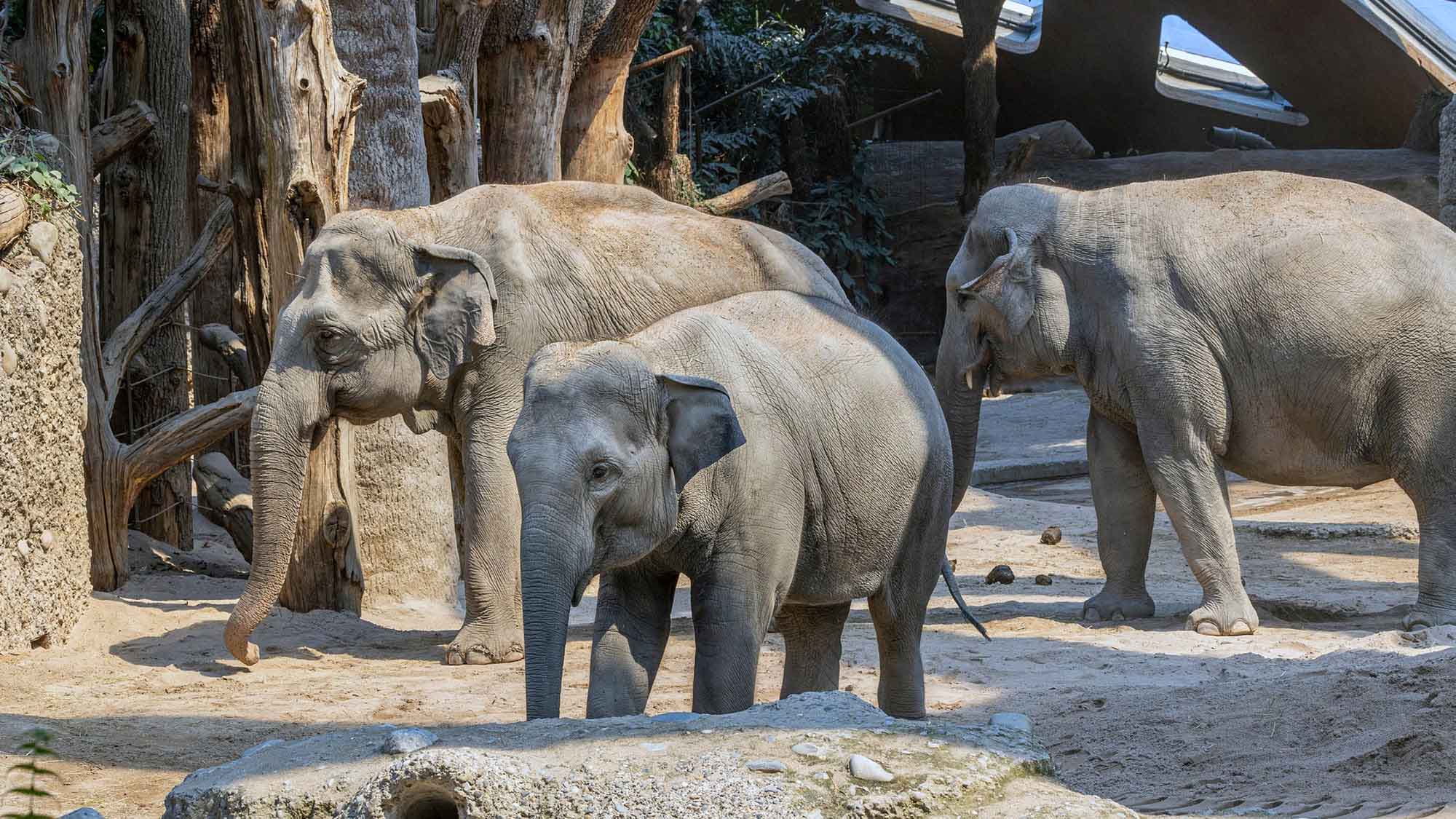 Read more about the article Third Tusker Dies From Herpes Virus At Swiss Zoo