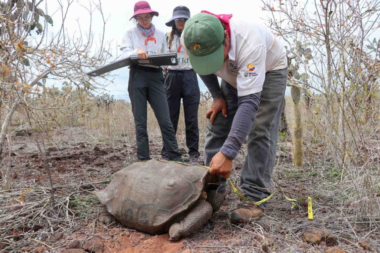 Read more about the article Giant Galapagos Tortoises Boost Island Veg With Their Poo, Says Study