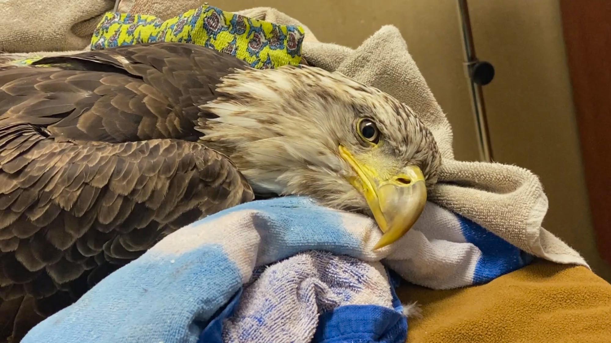 Read more about the article Bald Eagle Shot By Hunters Takes To The Air Again In Amazing Slow-Mo Video After Life Saving Surgery