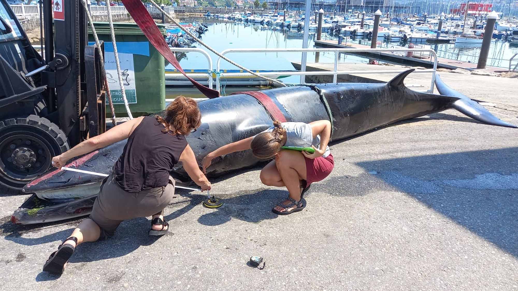 Read more about the article Minke Whale Dies After Bashing Into Dock Wall In Spanish Port
