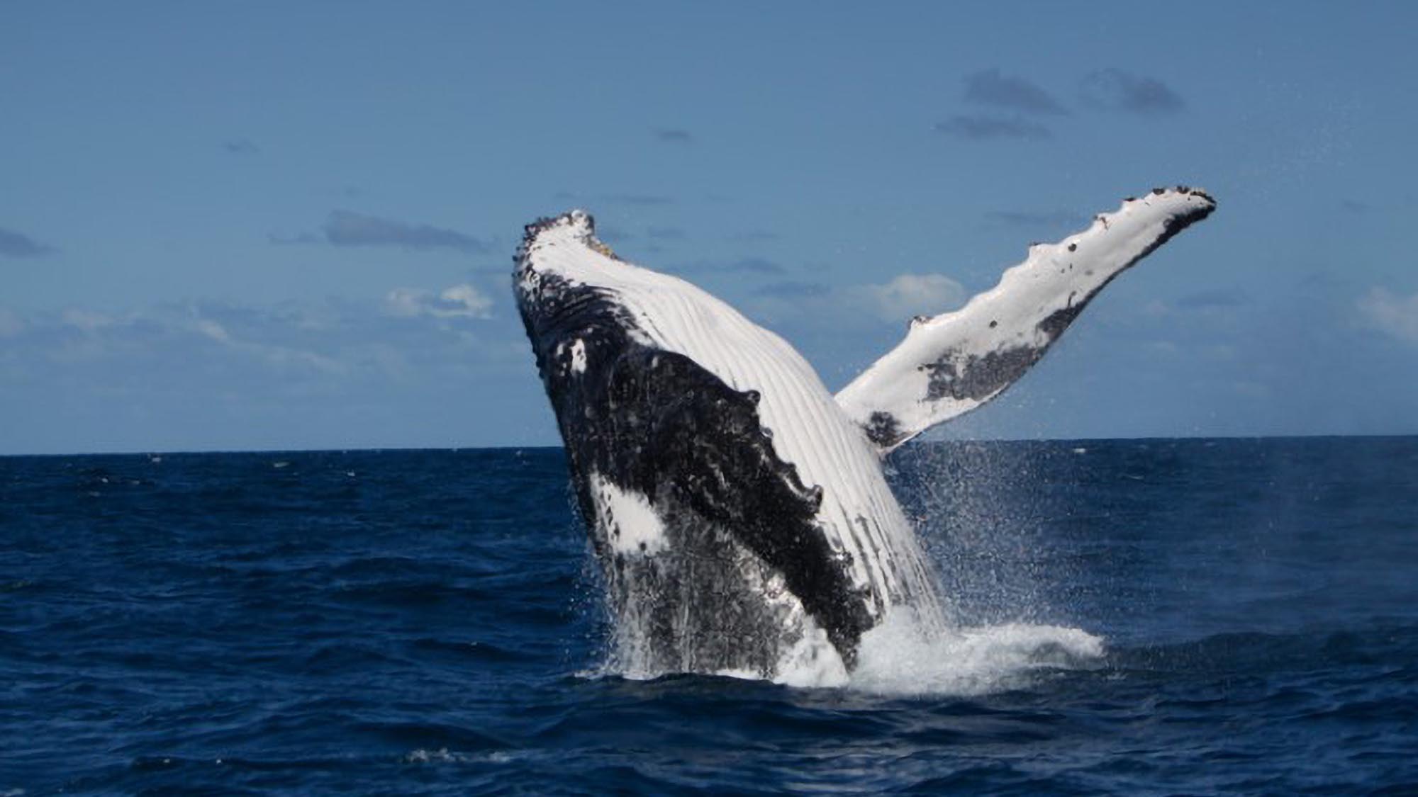 Read more about the article How Scientists Track Ocean Giants Thanks To The Water Wide Web