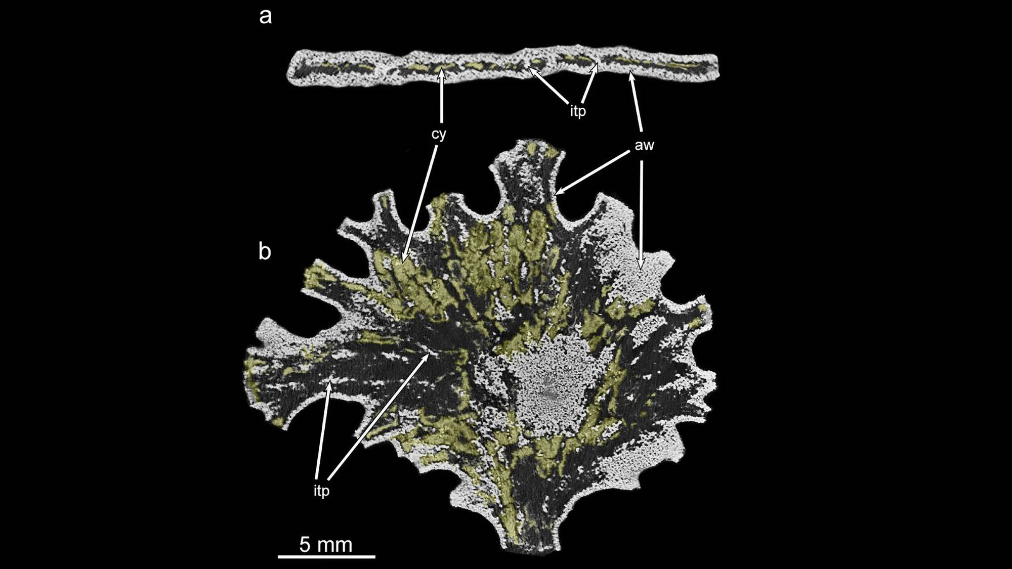Read more about the article 3D View Of Stinky One-Cell Ocean Organism