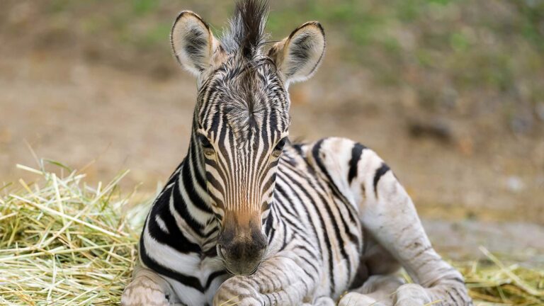 Read more about the article Rare Zebra Foal Shown Off By Proud Mum