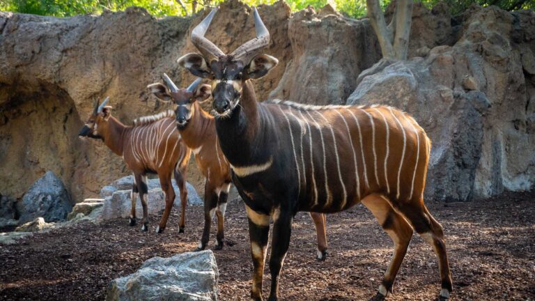 Read more about the article Zoo Welcomes Four Antelope So Rare Less Than 100 Still Alive In Wild