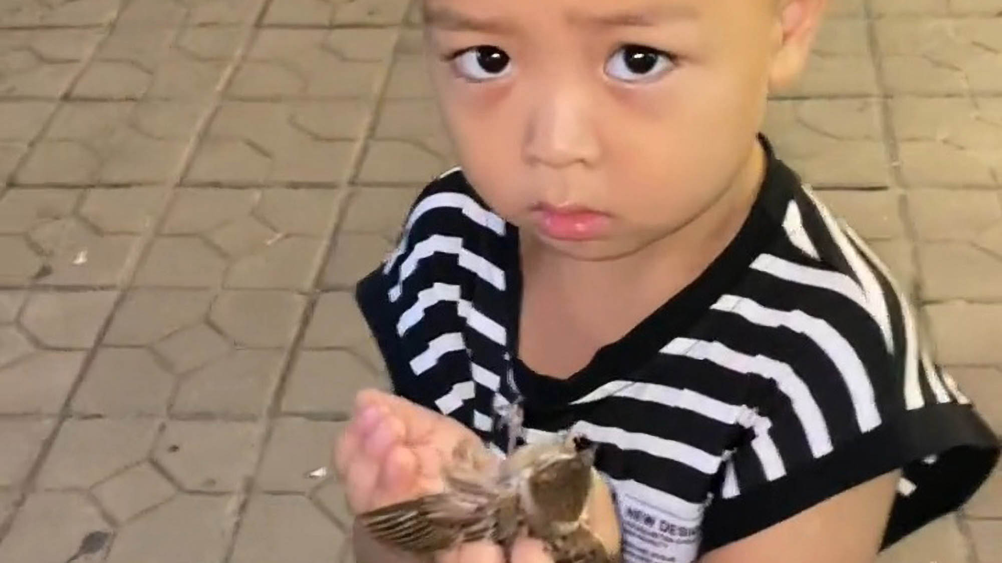 Read more about the article Baby Bird Freed By Child Is Snatched And Eaten By Hungry Cat