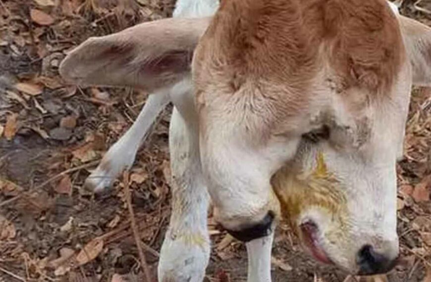 Two-Headed Calf Born On Farm Spooks Locals