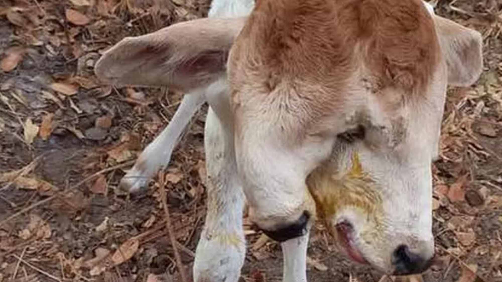 Read more about the article Two-Headed Calf Born On Farm Spooks Locals