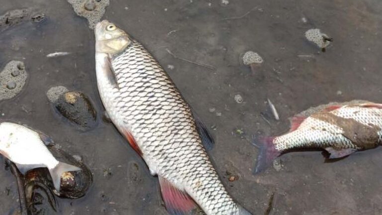 Read more about the article Thousands of Fish Dead On Poisoned River