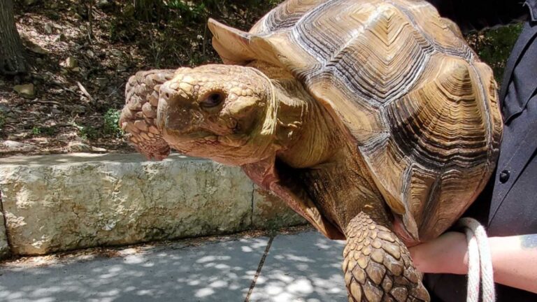 Read more about the article Endangered Giant Tortoise Rescued After Being Spotted In Texas City Park