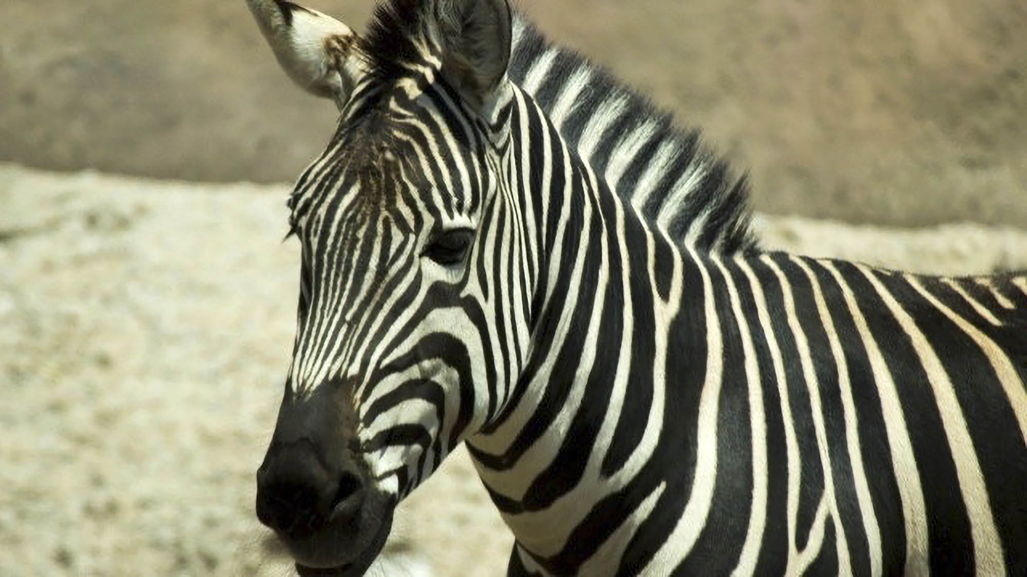 Read more about the article Beloved Zebra Dies After Being Gored By Antelope