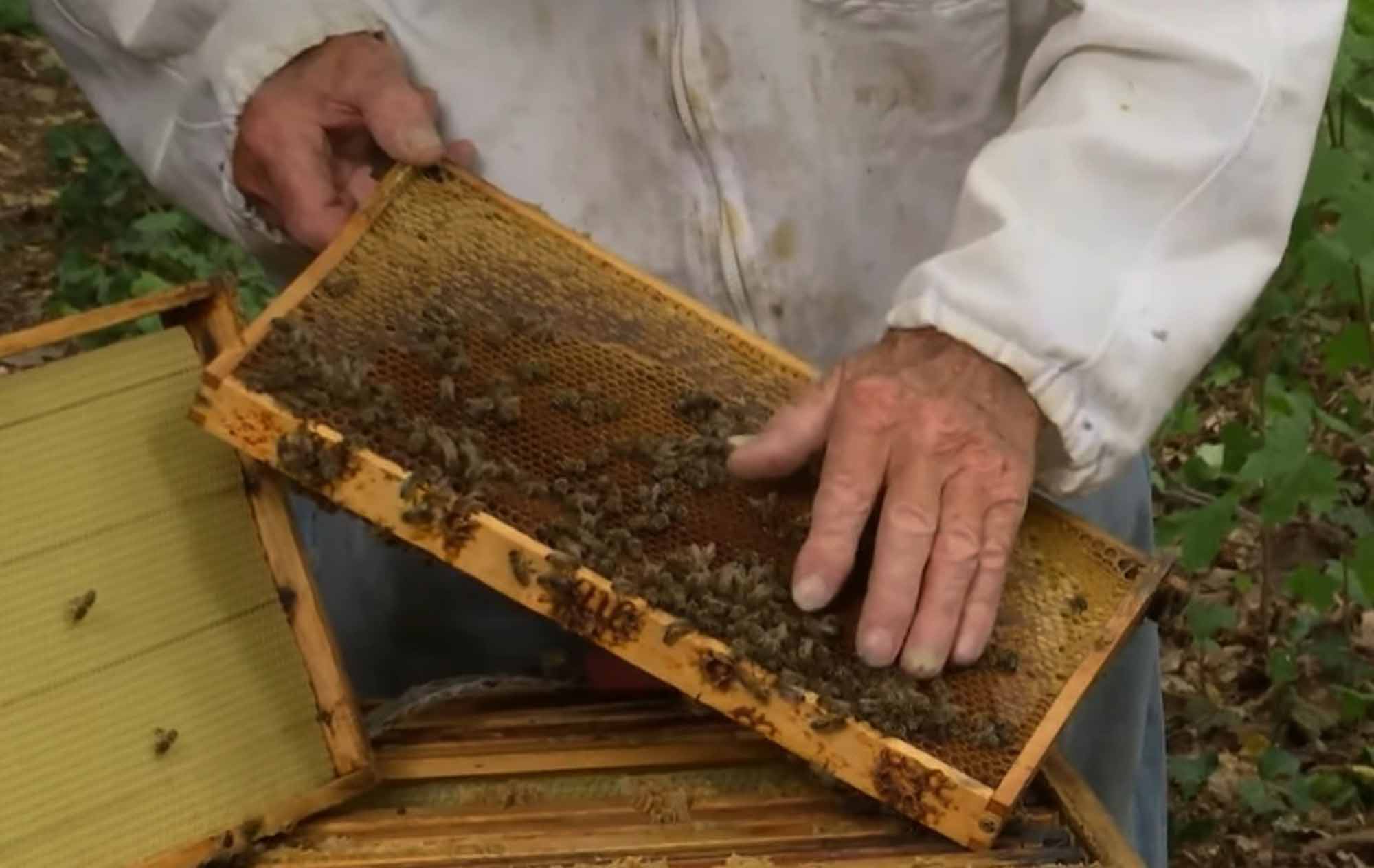 Read more about the article 90-Year-Old Beekeeper Claims Stings Boost His Immune System