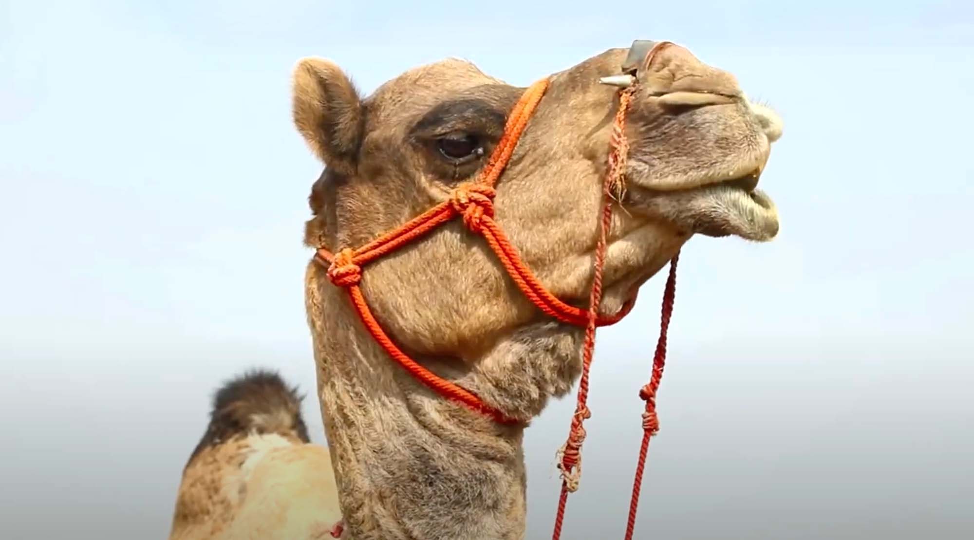 Read more about the article Study Shows Camel Poop Does Not Treat Dysentery