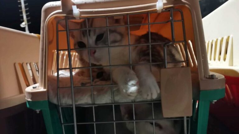 Read more about the article Cops Seize 126 Smuggled Kittens And Puppies Worth Thousands After Chase