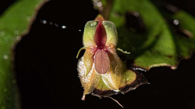 Read more about the article Experts Find Four New Mini Orchids