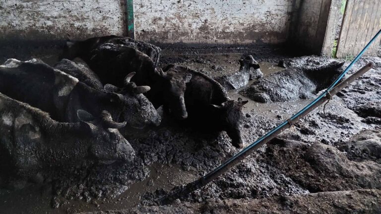Read more about the article Neglected Cows Drown In Own Faeces Riddled With Decaying Carcasses