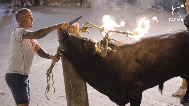 Read more about the article Bull ‘Sobs’ In Terror As It Is Tied To Post And Has Flaming Torches Attached To Its Horns