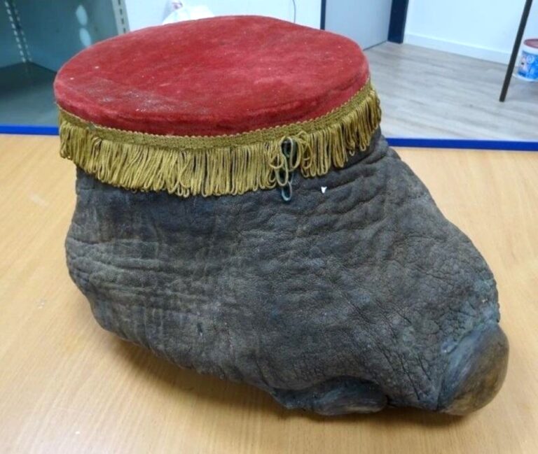 Read more about the article Customs Seize Elephant Foot Converted Into Velvet-Covered Box  And Posted From England
