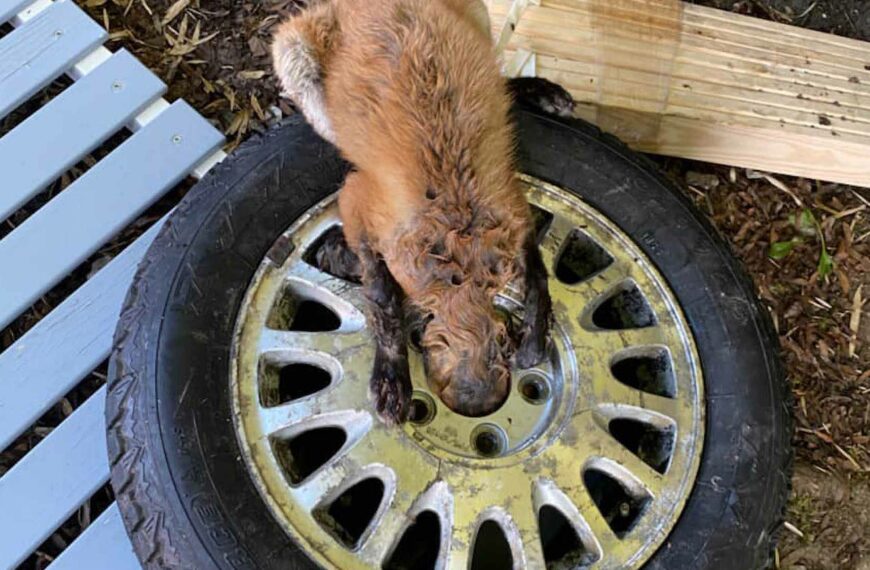 Mouse Chasing Fox Got Wheel Stuck