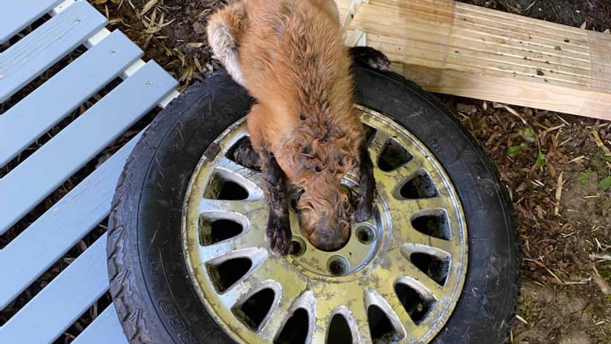 Read more about the article Mouse Chasing Fox Got Wheel Stuck