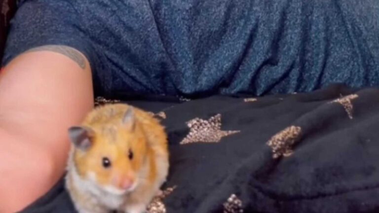 Read more about the article Dog-Like Hamster And His Welsh Owner Fire Up The Internet In Viral Clip