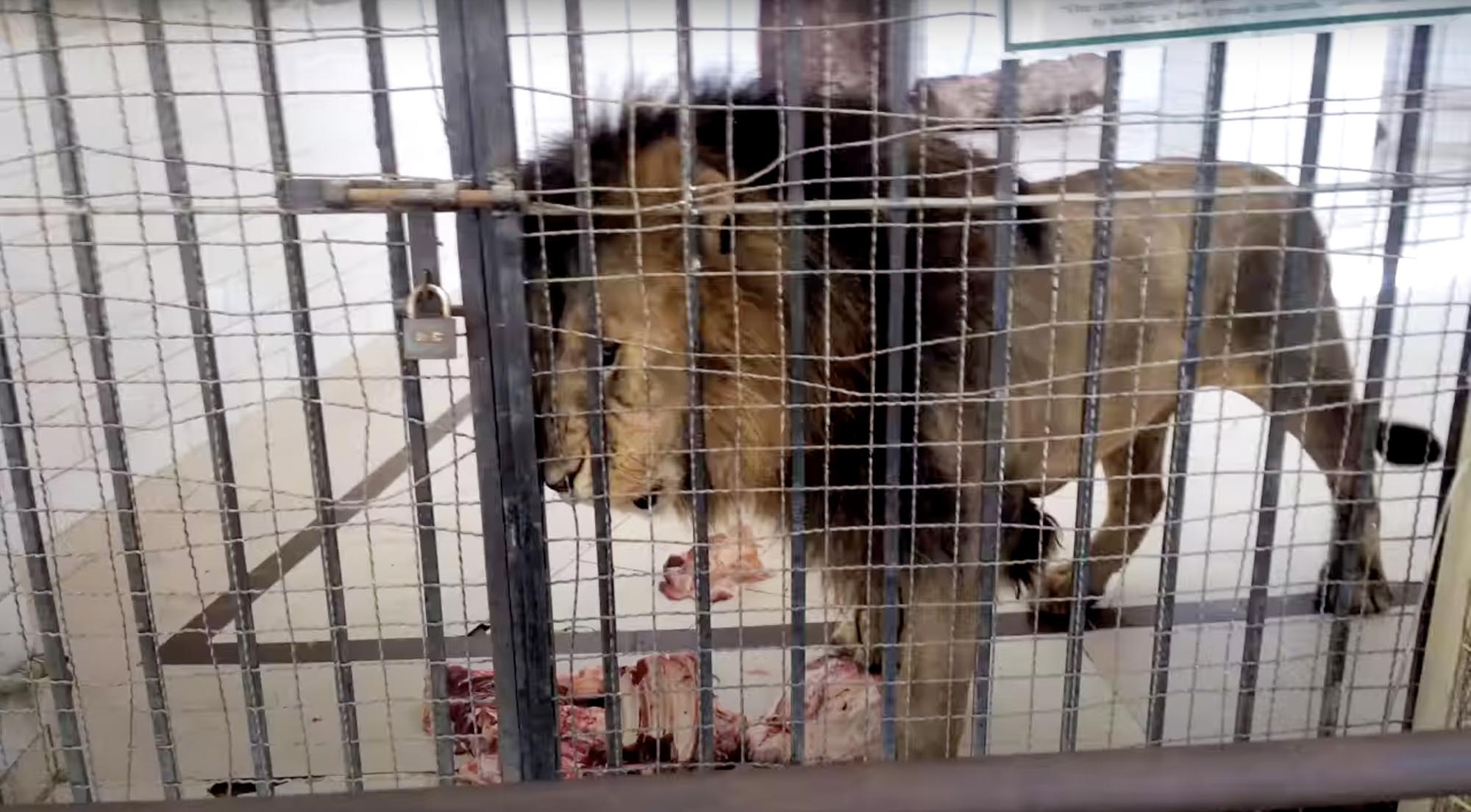 Read more about the article Pakistan Zoo To Auction A Dozen Lions