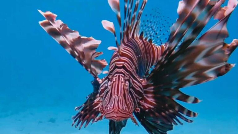Read more about the article Fearless Diver Gets Up Close And Personal With Venomous Lionfish