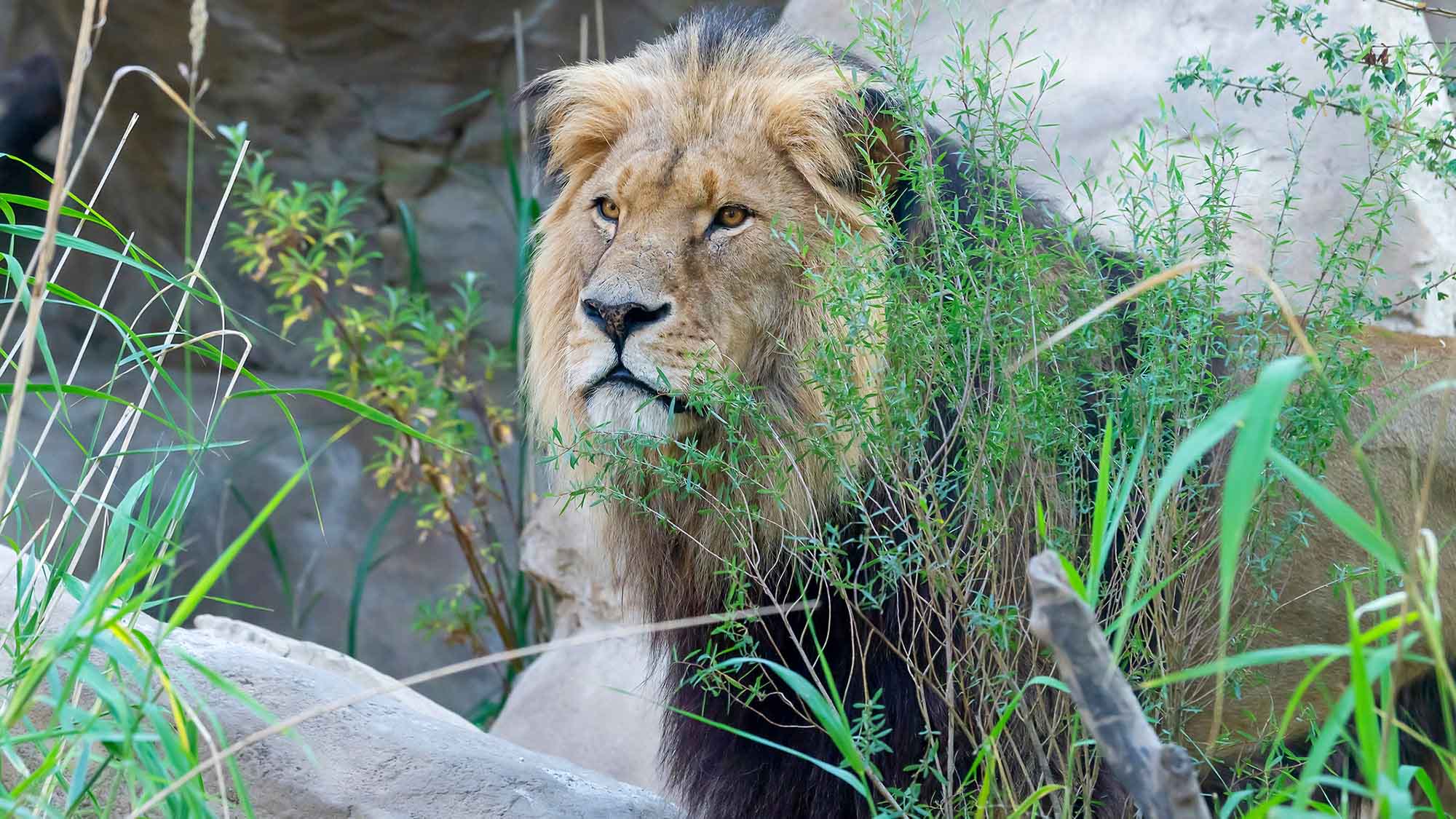 Read more about the article Big Cats Get A New Rocky Landscape In Worlds Oldest Zoo