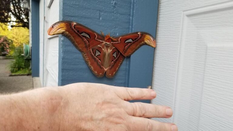 Read more about the article Massive Moth With 10-Inch Wingspan Found In USA For 1st Time