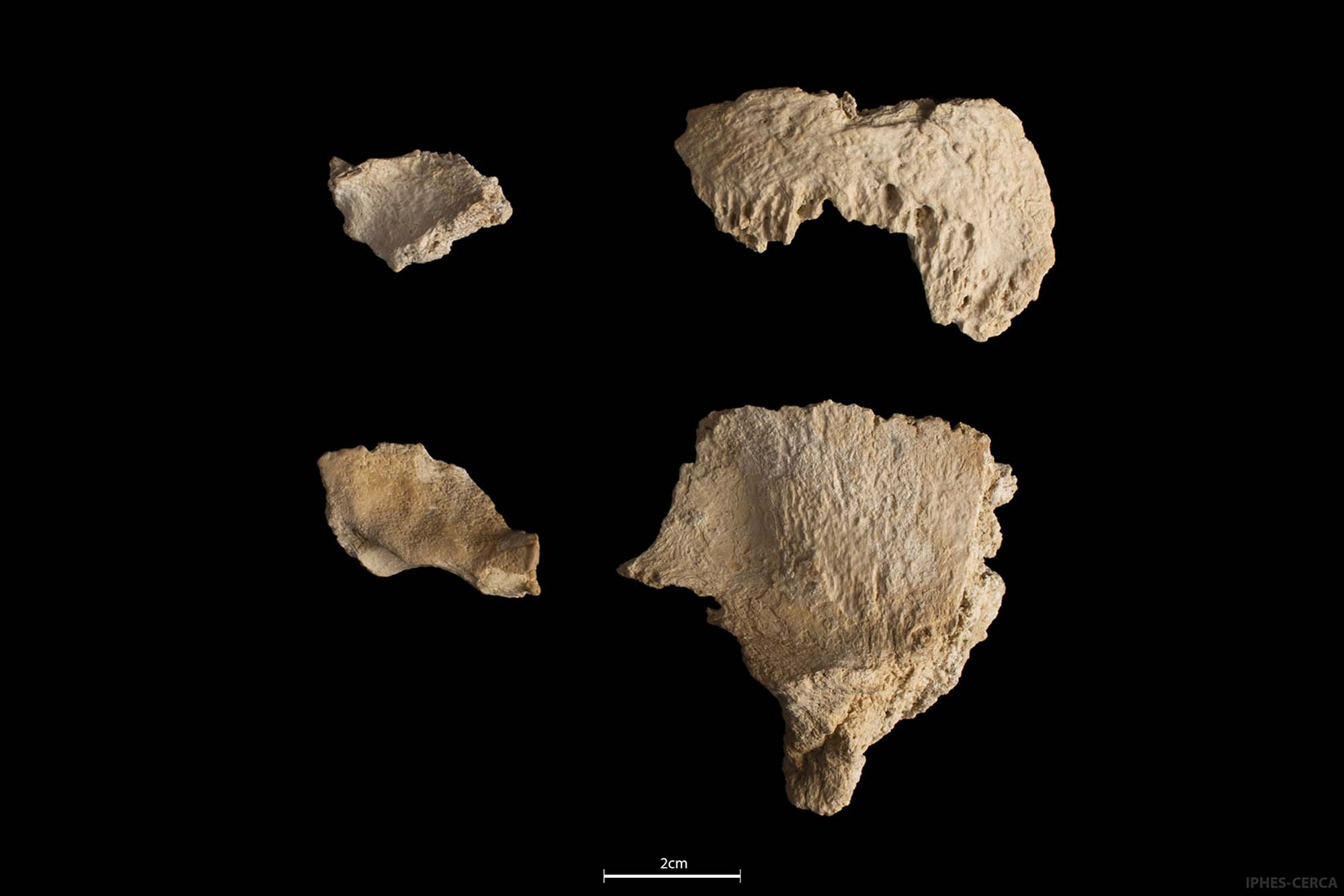 Read more about the article Neanderthal Skull Reveals Secrets Of Ancient Community
