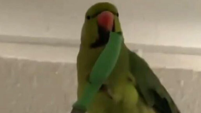 Read more about the article Parrot Brandishing A Blade Startles His Female Owner
