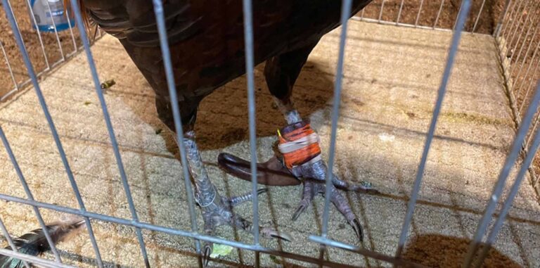 Read more about the article Rescuers Save Cock Fighting Roosters Then Kill Them