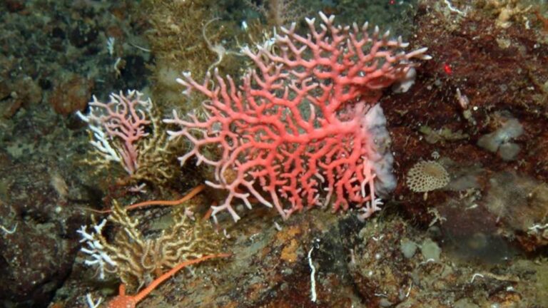 Read more about the article Stony Corals Use Fan System To Save Themselves From Climate Change