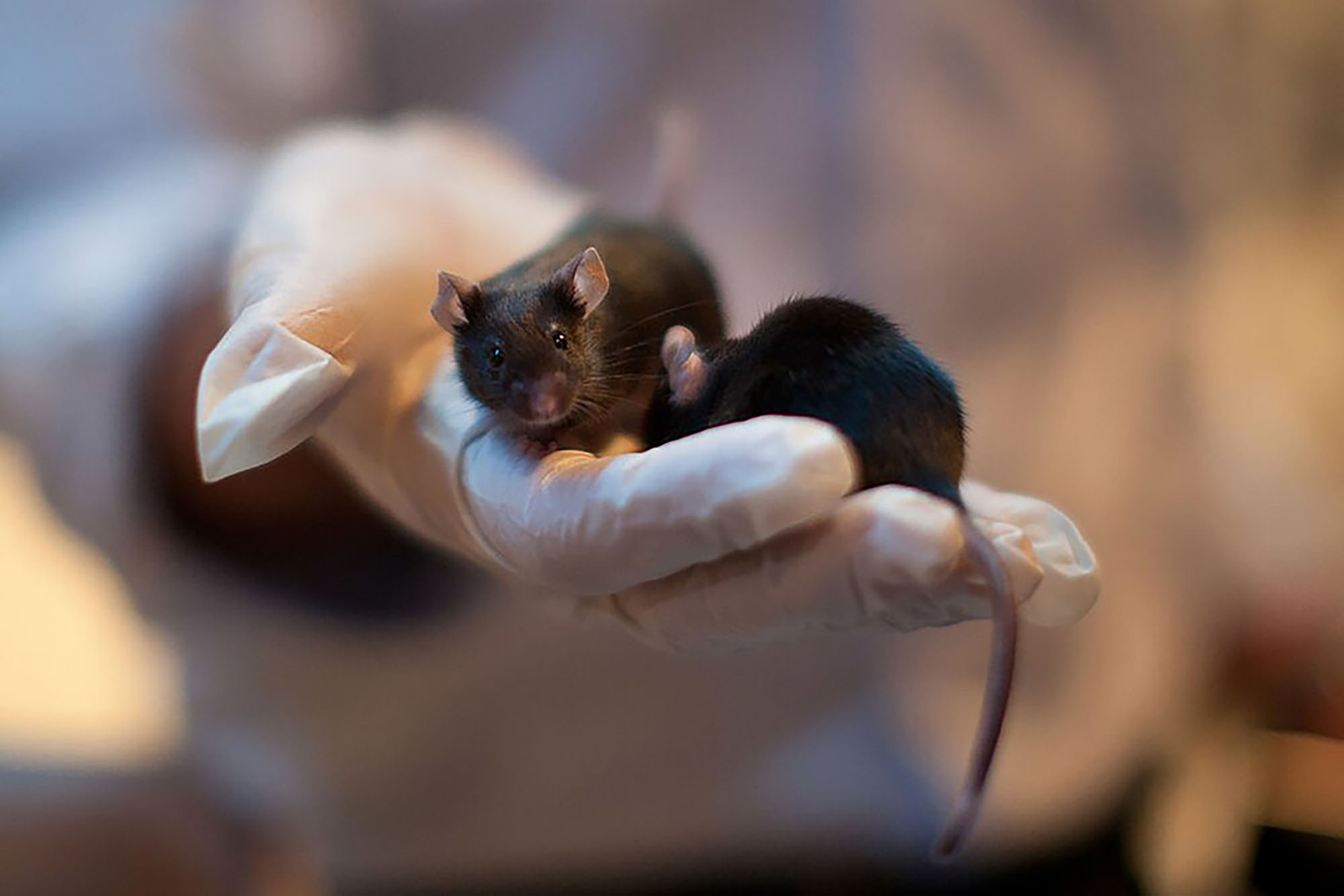 Read more about the article Scientists Succeed In Reversing Alzheimer’s In Mice