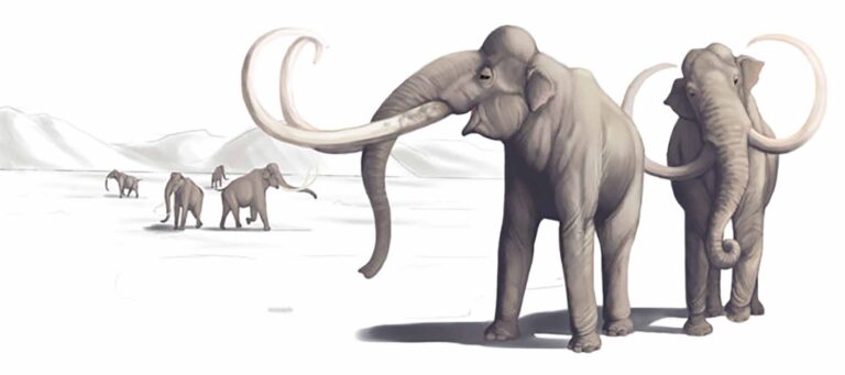 Read more about the article Newly Found Mammoth Butchering Site Proves Humans Were In North America Much, Much Earlier