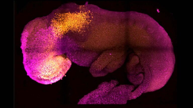 Read more about the article Lab Creates ‘Synthetic’ Mouse Embryo With Brain And Beating Heart