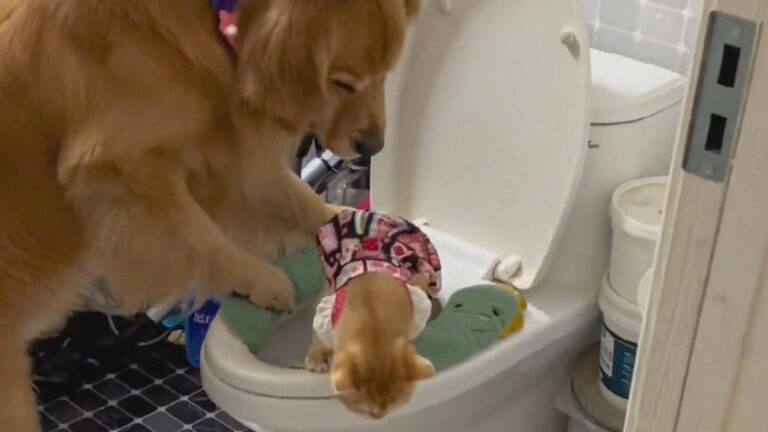 Read more about the article Jealous Dog Dumps Pet Puss In Loo