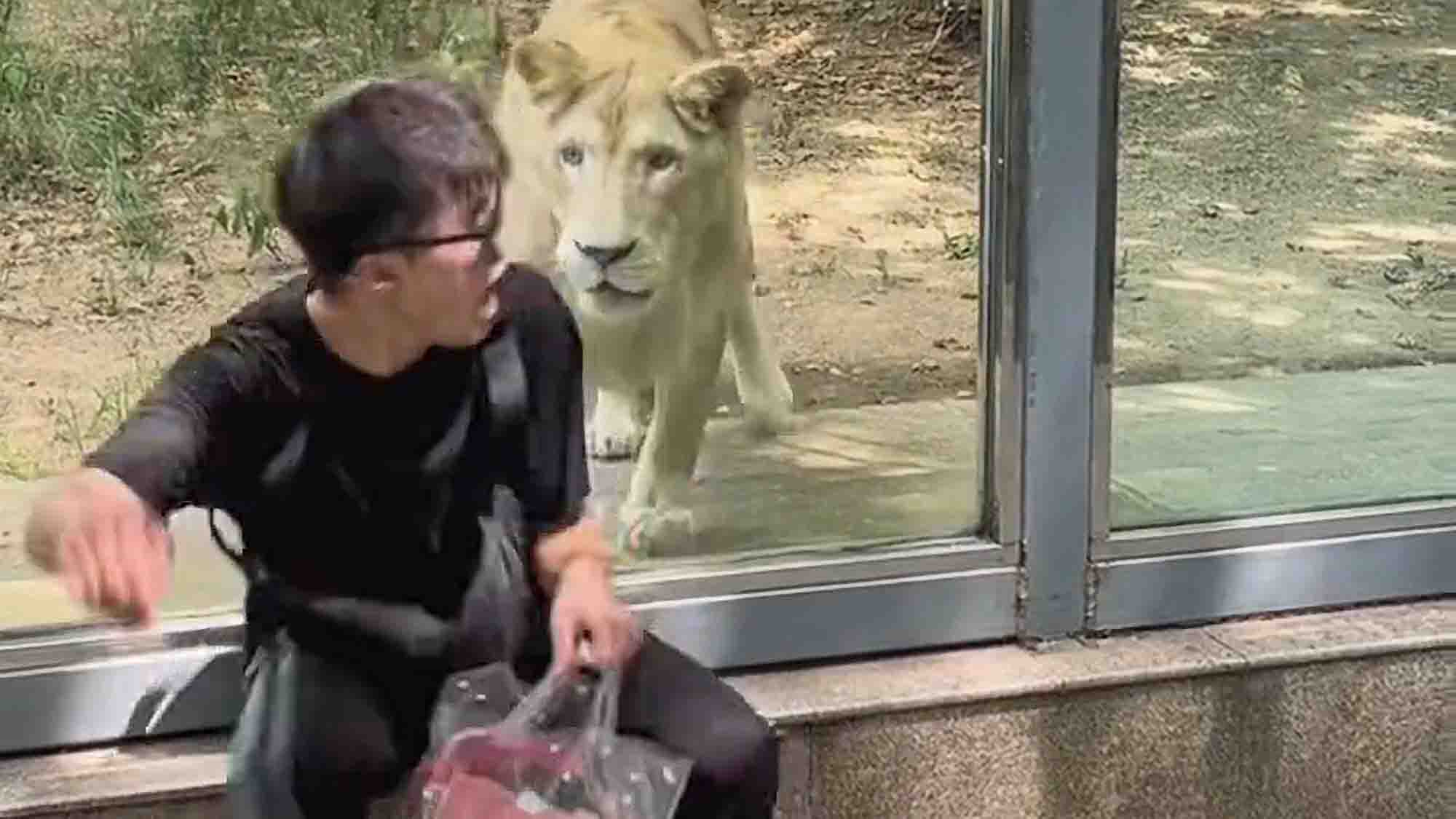 Read more about the article Scaredy Cat Jumps Out Of His Skin When Zoo Lioness Sneaks Up On Him