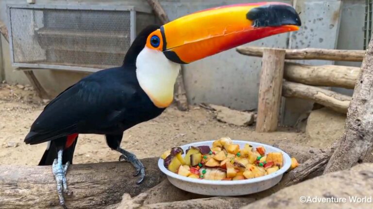 Read more about the article Fussy Toucan Uses Enormous Beak To Pick Out Tiny Peas From Lunch