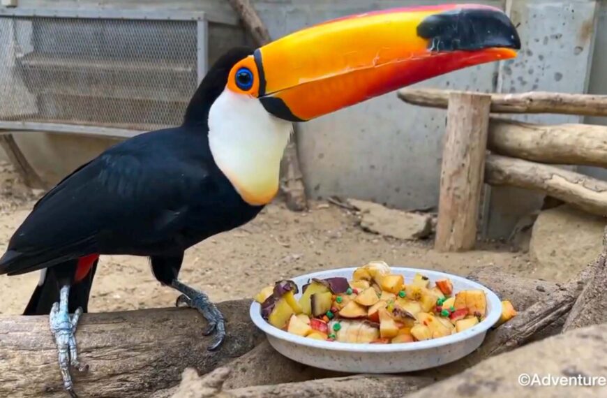 Fussy Toucan Uses Enormous Beak To Pick Out Tiny Peas From Lunch