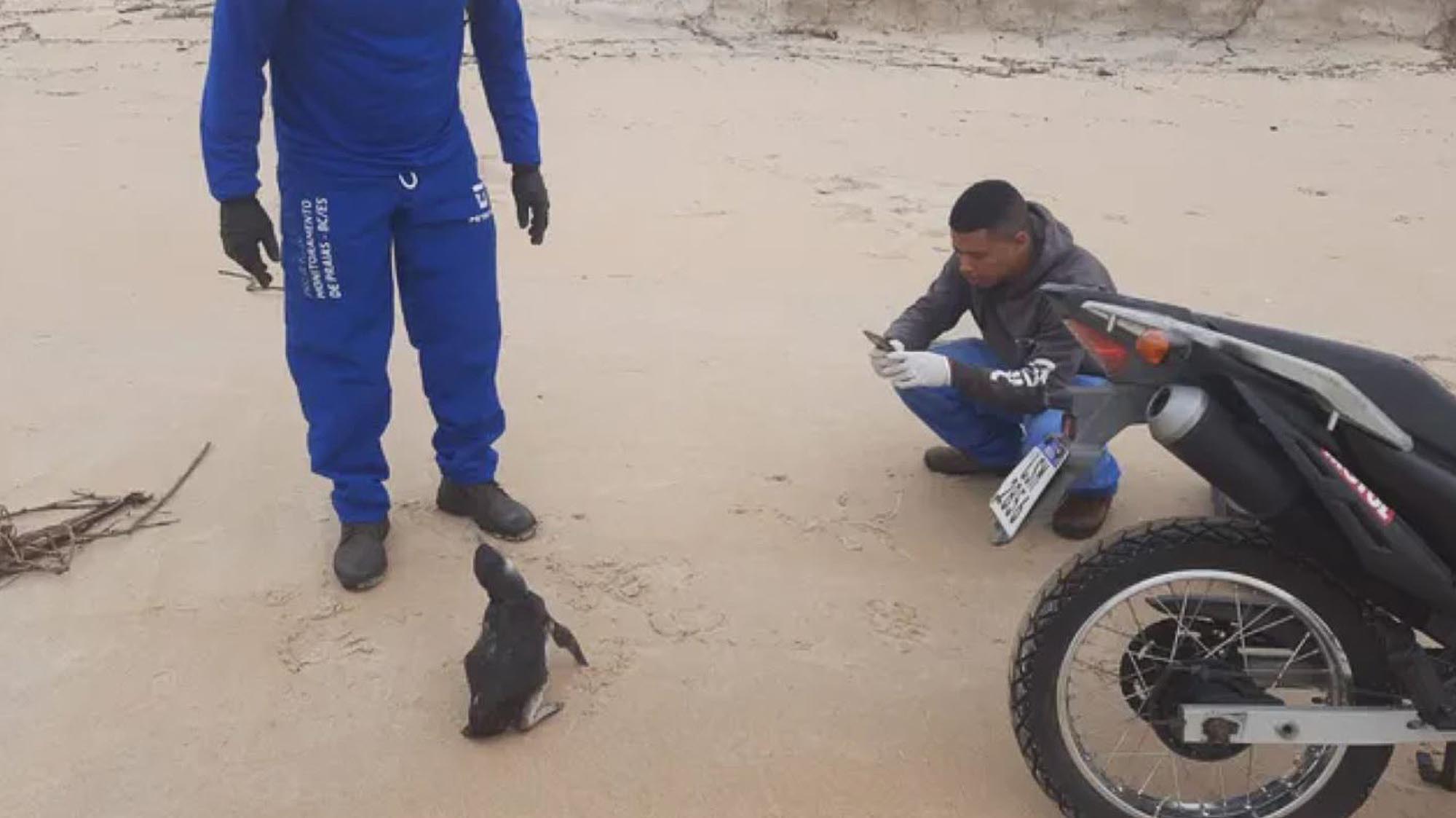Read more about the article Live Penguin Rescued From Dumpster