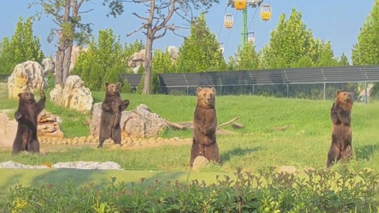 Read more about the article Dancing Bears Charm Zoo Visitors