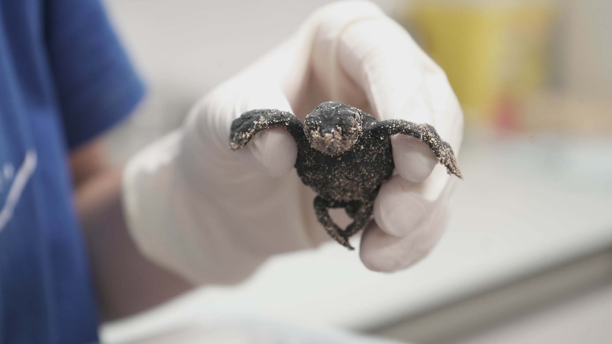 Read more about the article The Only Viable Recorded Loggerhead Sea Turtle Egg Laid This Year In Spain Hatches At Oceanarium