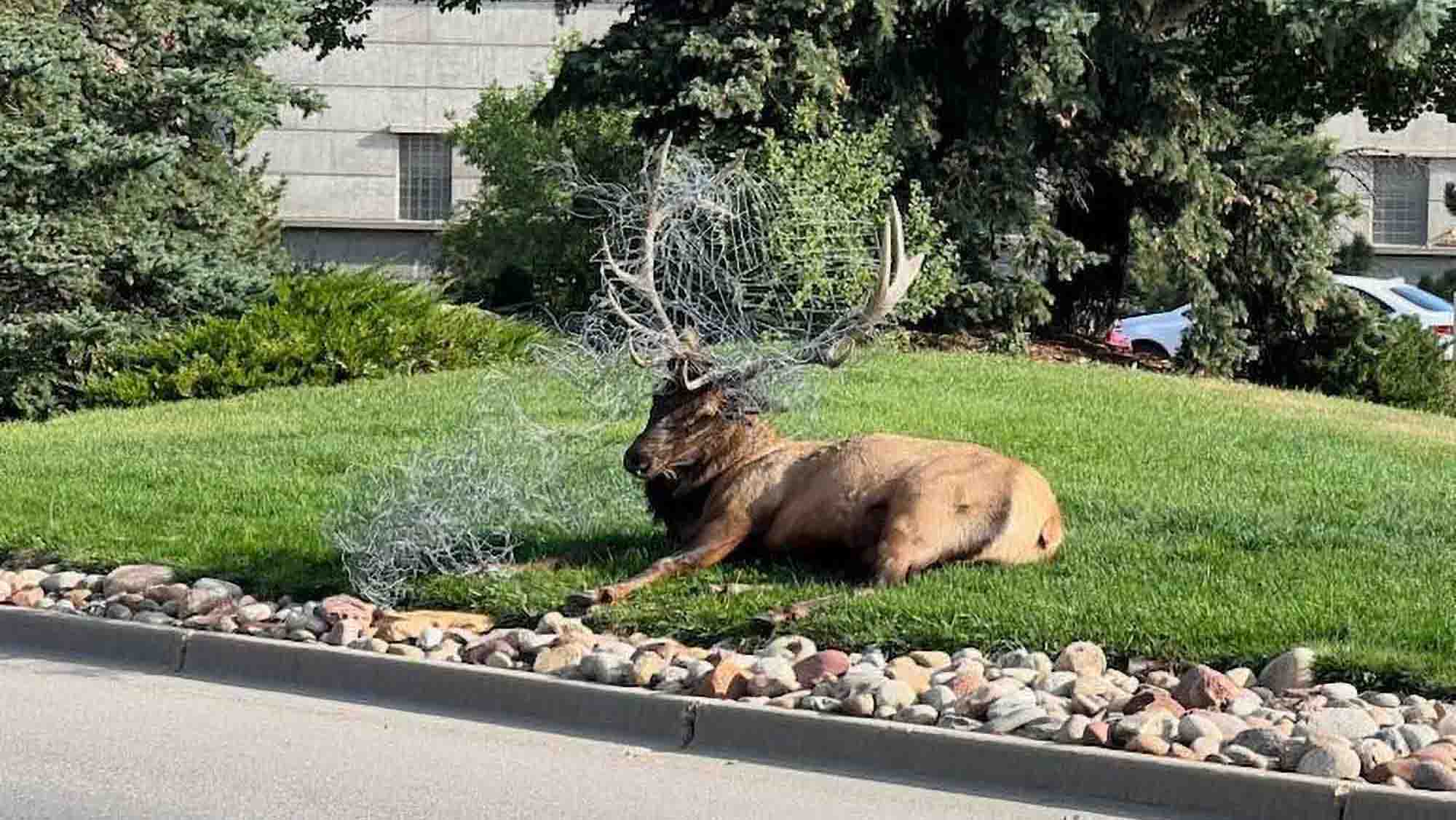 Read more about the article Bull Elk With Huge Antlers Saved From Wire Fence