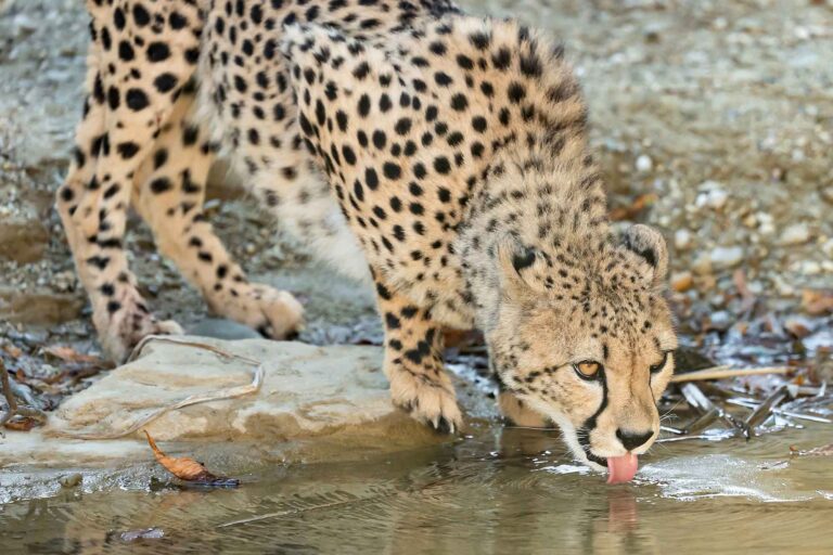 Read more about the article Cheetahs Get New River Enclosure To be Closer To Nature