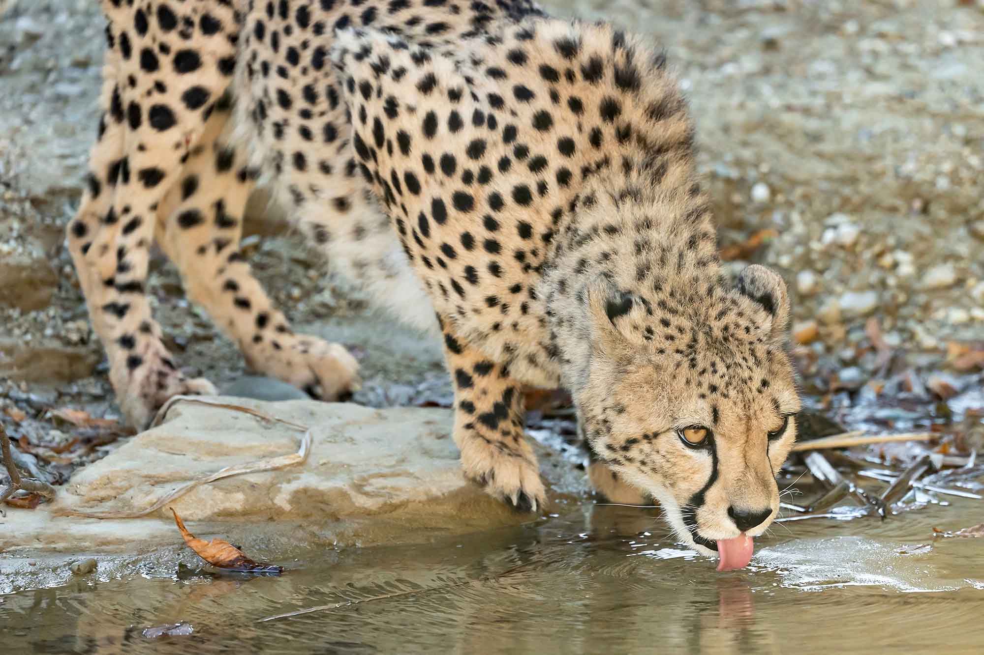 Read more about the article Cheetahs Get New River Enclosure To be Closer To Nature