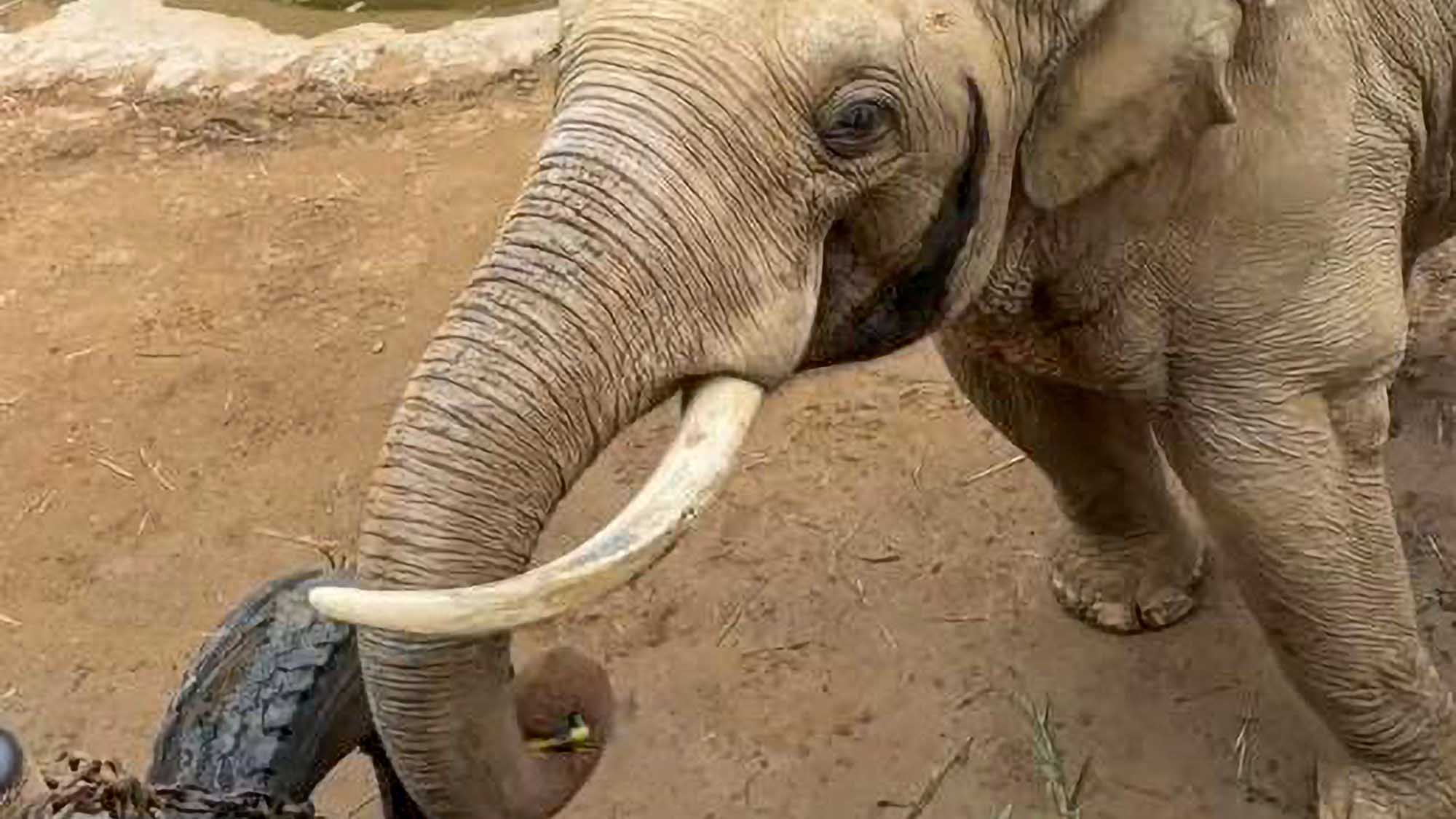 Read more about the article Kind Elephant Returns Child’s Shoe That Fell Into Enclosure