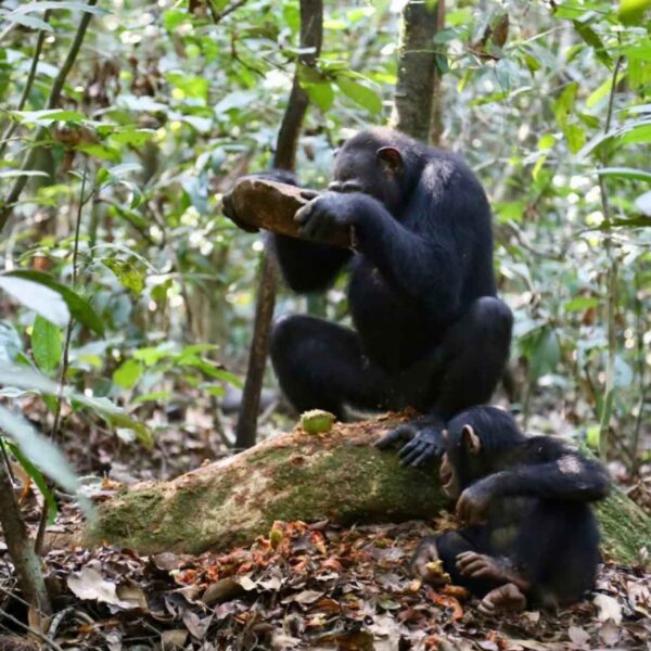 Study Shows Chimpanzees Have Different Stone Tools Depending On What Nut They Want To Crack